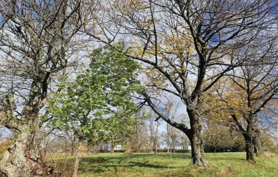 _XHmbxwkM_fss?st=8udHUiDeMg3UzcqCjKse5aqM-tKDNaqfF62ZALxGL6M&ts=1764005434&e=0